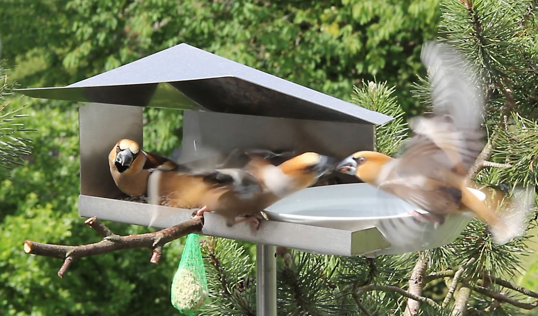 VHT-11 Vogelimbiss mit Kernbeißer